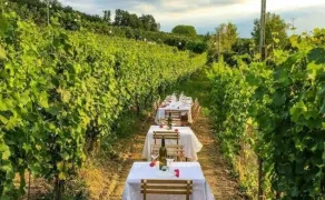 Cena in Vigna sotto le stelle